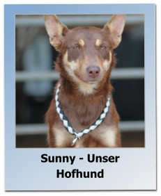 Sunny - Unser Hofhund
